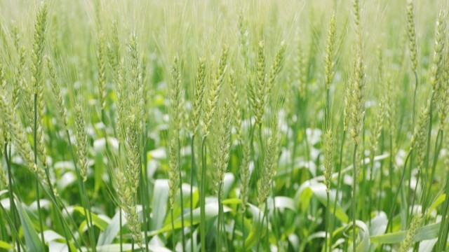 麦　ドローン農薬散布
