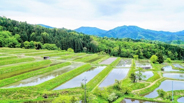 水稲　ドローン農薬散布