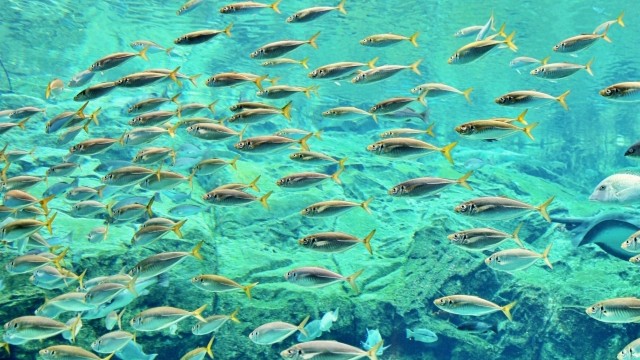 水中ドローンを活用した水中撮影（漁）