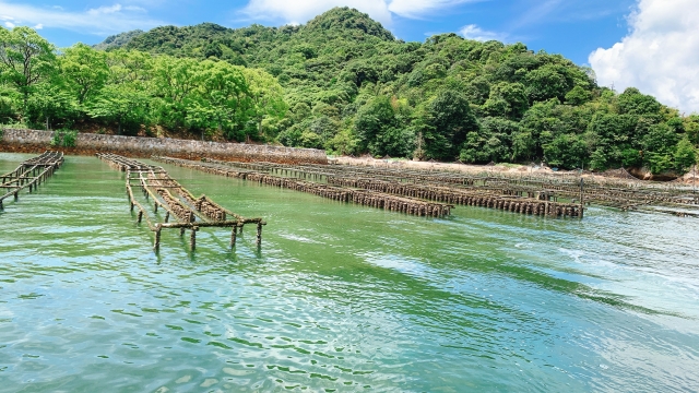 水中ドローンを活用した水中撮影（養殖池）