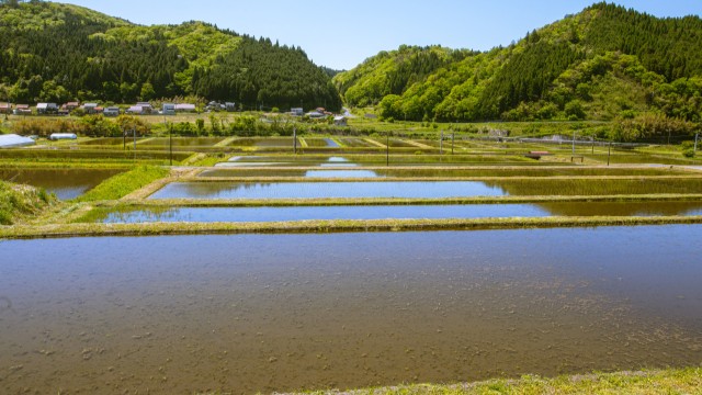 ドローンによる除草剤散布