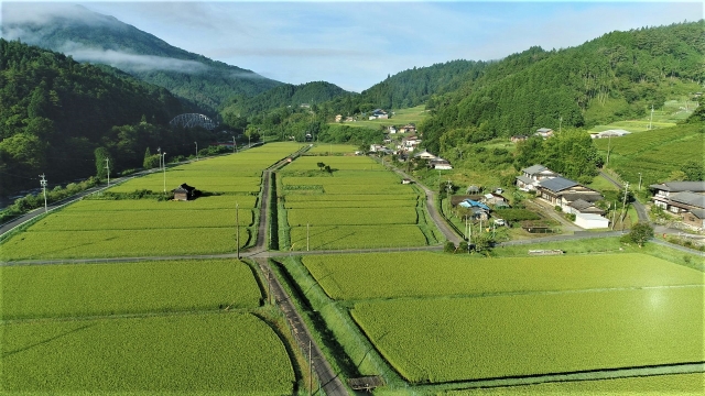 散布ドローンによる除草剤散布