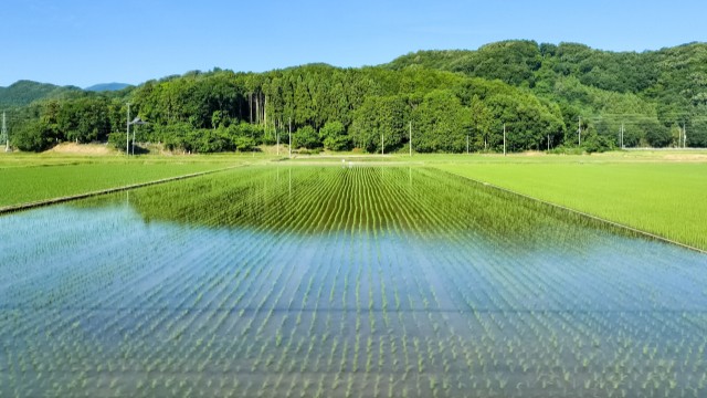 散布ドローンによる施肥